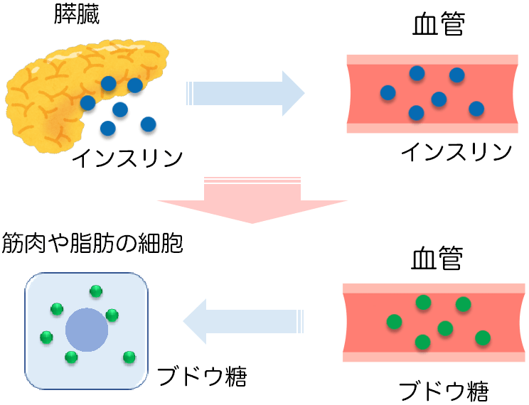 インスリンの作用