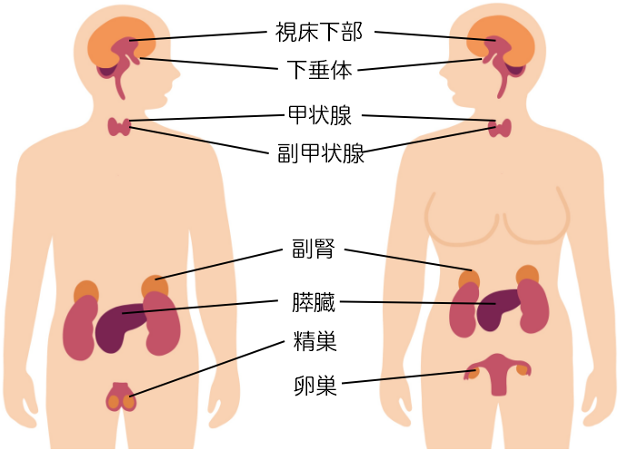 ホルモンを出す臓器